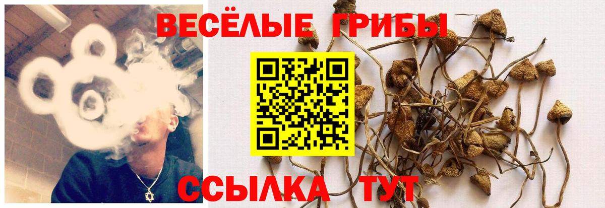 Галлюциногенные грибы Psilocybe Комсомольск-на-Амуре
